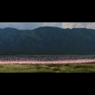 Flamingo party at Lake Bogoria, Kenya